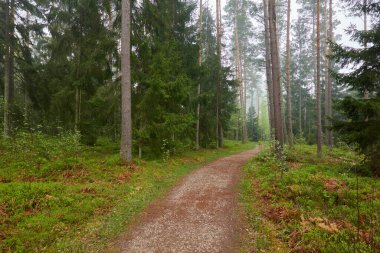 Görkemli Evergreen Ormanı 'na giden yol. Güçlü çam ve çam ağaçları, bitkiler, yosun, eğreltiotu. Bulutlu gün, yağmur, sis. Atmosferik manzara. Doğa, mevsimler, çevre, eko turizm, yürüyüş