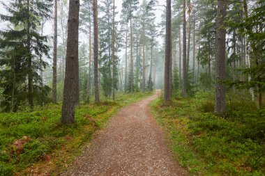 Görkemli Evergreen Ormanı 'na giden yol. Güçlü çam ve çam ağaçları, bitkiler, yosun, eğreltiotu. Bulutlu gün, yağmur, sis. Atmosferik manzara. Doğa, mevsimler, çevre, eko turizm, yürüyüş