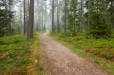 Görkemli Evergreen Ormanı 'na giden yol. Güçlü çam ve çam ağaçları, bitkiler, yosun, eğreltiotu. Bulutlu gün, yağmur, sis. Atmosferik manzara. Doğa, mevsimler, çevre, eko turizm, yürüyüş