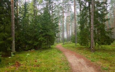 Görkemli Evergreen Ormanı 'na giden yol. Güçlü çam ve çam ağaçları, bitkiler, yosun, eğreltiotu. Bulutlu gün, yağmur, sis. Atmosferik manzara. Doğa, mevsimler, çevre, eko turizm, yürüyüş