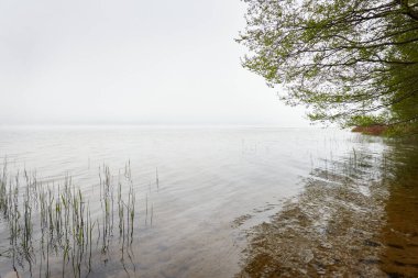 Orman gölü (nehir) manzarası. Yağmurlu bir gün, yoğun bir sis. Ağaç siluetleri. Idyllic monokrom manzarası. Saf doğa, ekoloji, ekolojik rezerv, eko-turizm.