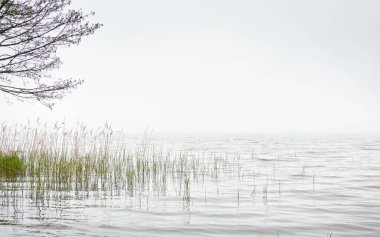 Orman gölü (nehir) manzarası. Yağmurlu bir gün, yoğun bir sis. Ağaç siluetleri. Idyllic monokrom manzarası. Saf doğa, ekoloji, ekolojik rezerv, eko-turizm.