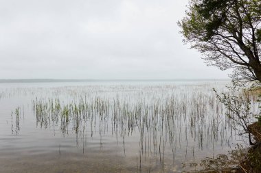 Orman gölü (nehir) manzarası. Yağmurlu bir gün, yoğun bir sis. Ağaç siluetleri. Idyllic monokrom manzarası. Saf doğa, ekoloji, ekolojik rezerv, eko-turizm.