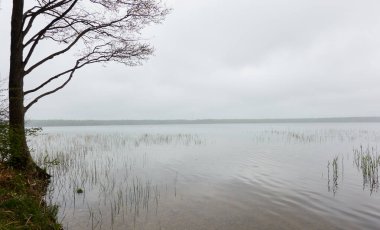 Orman gölü (nehir) manzarası. Yağmurlu bir gün, yoğun bir sis. Ağaç siluetleri. Idyllic monokrom manzarası. Saf doğa, ekoloji, ekolojik rezerv, eko-turizm.