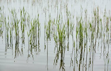 Kristal berrak sudaki yansımalar. Yeşil bitkiler. Soyut doğal doku, arka plan, grafik kaynaklar. Doğa, çevre teması. Huzur, saflık, meditasyon kavramları.