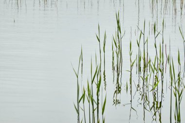 Kristal berrak sudaki yansımalar. Yeşil bitkiler. Soyut doğal doku, arka plan, grafik kaynaklar. Doğa, çevre teması. Huzur, saflık, meditasyon kavramları.