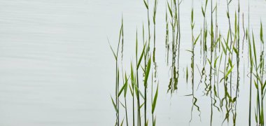 Kristal berrak sudaki yansımalar. Yeşil bitkiler. Soyut doğal doku, arka plan, grafik kaynaklar. Doğa, çevre teması. Huzur, saflık, meditasyon kavramları.