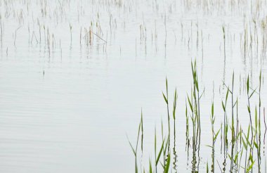 Kristal berrak sudaki yansımalar. Yeşil bitkiler. Soyut doğal doku, arka plan, grafik kaynaklar. Doğa, çevre teması. Huzur, saflık, meditasyon kavramları.