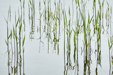 Kristal berrak sudaki yansımalar. Yeşil bitkiler. Soyut doğal doku, arka plan, grafik kaynaklar. Doğa, çevre teması. Huzur, saflık, meditasyon kavramları.