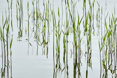 Kristal berrak sudaki yansımalar. Yeşil bitkiler. Soyut doğal doku, arka plan, grafik kaynaklar. Doğa, çevre teması. Huzur, saflık, meditasyon kavramları.