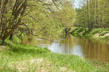 Irbe nehrinin panoramik manzarası. Kurzeme, Letonya. Görkemli Evergreen Ormanı. Ağaçlar, bitkiler. İlkbahar, yazın başı. Saf doğa, ekoloji, temiz hava, eko turizm