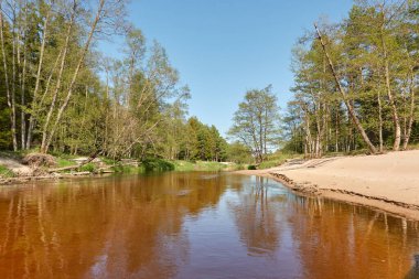 Irbe nehrinin panoramik manzarası. Kurzeme, Letonya. Kumsal, sahil. Görkemli Evergreen Ormanı. Güçlü çam ağaçları. Sudaki yansımalar. İlkbahar, yazın başı. Saf doğa, ekoloji, eko turizm