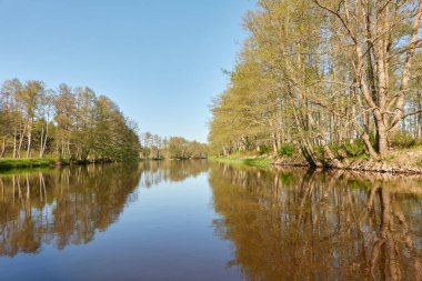 Irbe nehrinin panoramik manzarası. Kurzeme, Letonya. Kumsal, sahil. Görkemli Evergreen Ormanı. Ağaçlar, bitkiler. İlkbahar, yazın başı. Saf doğa, ekoloji, temiz hava, eko turizm