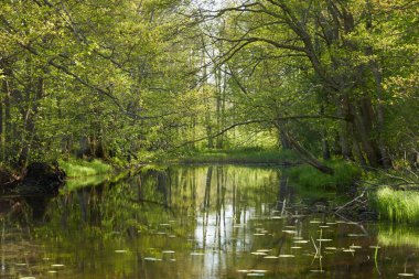 Irbe nehrinin panoramik manzarası. Kurzeme, Letonya. Görkemli Evergreen Ormanı. Ağaçlar, bitkiler. İlkbahar, yazın başı. Saf doğa, ekoloji, temiz hava, eko turizm