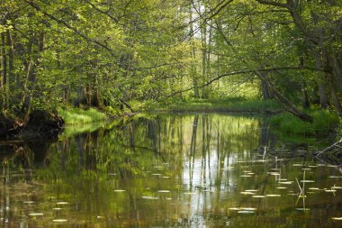 Irbe nehrinin panoramik manzarası. Kurzeme, Letonya. Görkemli Evergreen Ormanı. Ağaçlar, bitkiler. İlkbahar, yazın başı. Saf doğa, ekoloji, temiz hava, eko turizm