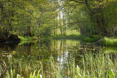 Irbe nehrinin panoramik manzarası. Kurzeme, Letonya. Görkemli Evergreen Ormanı. Ağaçlar, bitkiler. İlkbahar, yazın başı. Saf doğa, ekoloji, temiz hava, eko turizm