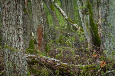 Yaprak döken orman parkı. Ağaçlar, bitkiler, yeşil yapraklar. Yumuşak güneş ışığı. Atmosferik manzara. Doğa, çevre koruma, ekoloji, eko turizm. İlkbahar, yazın başı