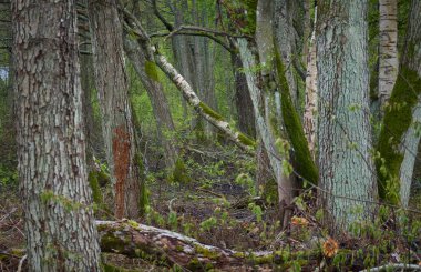 Yaprak döken orman parkı. Ağaçlar, bitkiler, yeşil yapraklar. Yumuşak güneş ışığı. Atmosferik manzara. Doğa, çevre koruma, ekoloji, eko turizm. İlkbahar, yazın başı