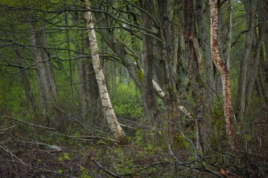 Yaprak döken orman parkı. Ağaçlar, bitkiler, yeşil yapraklar. Yumuşak güneş ışığı. Atmosferik manzara. Doğa, çevre koruma, ekoloji, eko turizm. İlkbahar, yazın başı