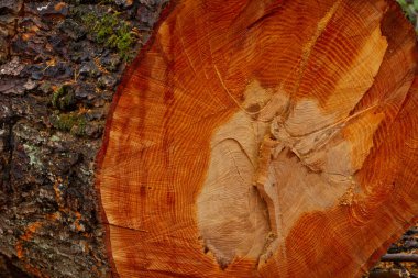 Yakacak odun için taze yapılmış ağaç kütükleri, yakın plan. Orman manzarası kavramı. Çevresel hasar, ekolojik sorunlar, ekoloji, doğa, ahşap, ormansızlaşma, alternatif enerji, kereste endüstrisi