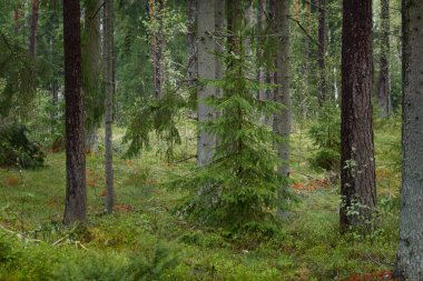 Görkemli Evergreen Ormanı 'na giden yol. Güçlü çam ve çam ağaçları. Yumuşak güneş ışığı. Atmosferik manzara. Doğa, mevsimler, çevre, eko turizm