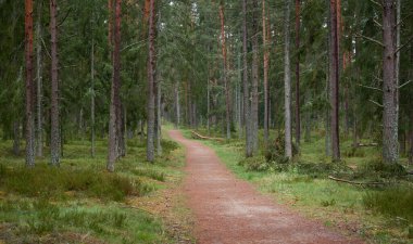 Kırsal yol (yürüyüş yolu, patika) görkemli kuzey Evergreen ormanı boyunca. Güçlü çam ve çam ağaçları. Atmosferik manzara. Doğa, çevre, eko turizm, keşif, seyahat tutkusu kavramı