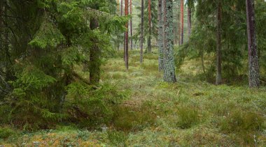 Görkemli Evergreen Ormanı 'na giden yol. Güçlü çam ve çam ağaçları. Yumuşak güneş ışığı. Atmosferik manzara. Doğa, mevsimler, çevre, eko turizm