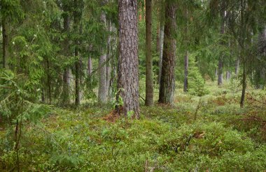 Görkemli Evergreen Ormanı 'na giden yol. Güçlü çam ve çam ağaçları. Yumuşak güneş ışığı. Atmosferik manzara. Doğa, mevsimler, çevre, eko turizm