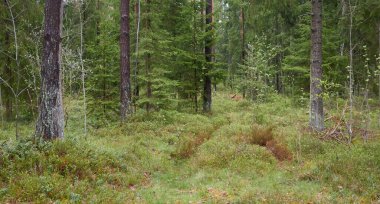 Görkemli Evergreen Ormanı 'na giden yol. Güçlü çam ve çam ağaçları. Yumuşak güneş ışığı. Atmosferik manzara. Doğa, mevsimler, çevre, eko turizm