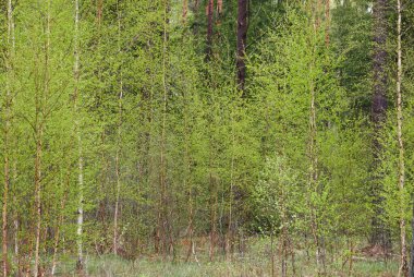 Yaprak döken orman parkı. Ağaçlar, bitkiler, yeşil yapraklar. Yumuşak güneş ışığı. Atmosferik manzara. Doğa, çevre koruma, ekoloji, eko turizm. İlkbahar, yazın başı