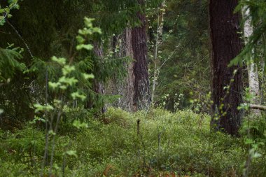 Görkemli Evergreen Ormanı 'na giden yol. Güçlü çam ve çam ağaçları. Yumuşak güneş ışığı. Atmosferik manzara. Doğa, mevsimler, çevre, eko turizm
