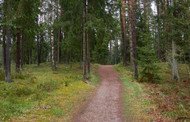 Kırsal yol (yürüyüş yolu, patika) görkemli kuzey Evergreen ormanı boyunca. Güçlü çam ve çam ağaçları. Atmosferik manzara. Doğa, çevre, eko turizm, keşif, seyahat tutkusu kavramı