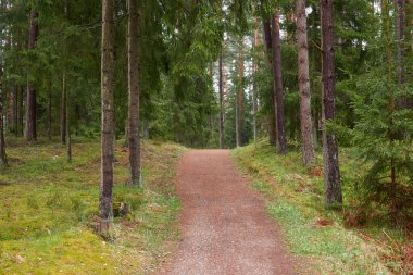 Kırsal yol (yürüyüş yolu, patika) görkemli kuzey Evergreen ormanı boyunca. Güçlü çam ve çam ağaçları. Atmosferik manzara. Doğa, çevre, eko turizm, keşif, seyahat tutkusu kavramı