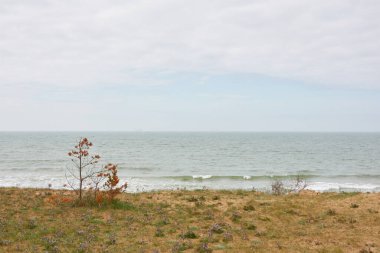 Yağmurdan sonra Baltık kıyıları. Kum tepeleri, kum tepeleri, yalnız çam ağaçları. Mavi gökyüzü, parlayan bulutlar, rüzgar. Resimli panoramik manzara. Doğa, çevre, değişken hava, kasırga