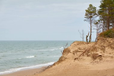 Yağmurdan sonra Baltık kıyıları. Kum tepeleri, kum tepeleri, yalnız çam ağaçları. Mavi gökyüzü, parlayan bulutlar, rüzgar. Resimli panoramik manzara. Doğa, çevre, değişken hava, kasırga