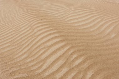 Kum tepeciği dokusu, yakın plan. Baltık kıyısı, sahil. Doğa, çöl, çevre, ekoloji, iklim. Manzara, arka plan, duvar kağıdı kavramları. Dalga deseni. Panoramik resim, boşluğu kopyala