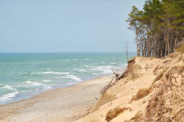 Yağmurdan sonra Baltık kıyıları. Kum tepeleri, kum tepeleri, yalnız çam ağaçları. Mavi gökyüzü, parlayan bulutlar, rüzgar. Resimli panoramik manzara. Doğa, çevre, değişken hava, kasırga