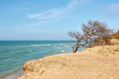 Yağmurdan sonra Baltık kıyıları. Kum tepeleri, kum tepeleri, yalnız çam ağaçları. Mavi gökyüzü, parlayan bulutlar, rüzgar. Resimli panoramik manzara. Doğa, çevre, değişken hava, kasırga