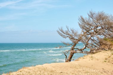 Yağmurdan sonra Baltık kıyıları. Kum tepeleri, kum tepeleri, yalnız çam ağaçları. Mavi gökyüzü, parlayan bulutlar, rüzgar. Resimli panoramik manzara. Doğa, çevre, değişken hava, kasırga