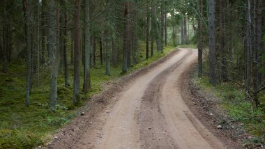 Kırsal yol (yürüyüş yolu, patika) görkemli kuzey Evergreen ormanı boyunca. Güçlü çam ve çam ağaçları. Atmosferik manzara. Doğa, çevre, eko turizm, keşif, seyahat tutkusu kavramı