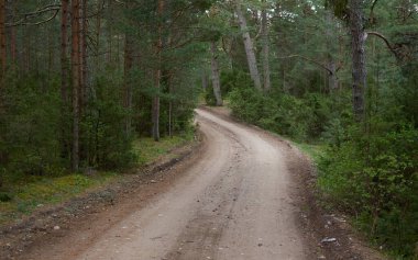 Kırsal yol (yürüyüş yolu, patika) görkemli kuzey Evergreen ormanı boyunca. Güçlü çam ve çam ağaçları. Atmosferik manzara. Doğa, çevre, eko turizm, keşif, seyahat tutkusu kavramı