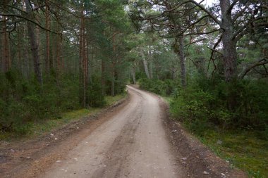 Kırsal yol (yürüyüş yolu, patika) görkemli kuzey Evergreen ormanı boyunca. Güçlü çam ve çam ağaçları. Atmosferik manzara. Doğa, çevre, eko turizm, keşif, seyahat tutkusu kavramı