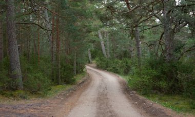Kırsal yol (yürüyüş yolu, patika) görkemli kuzey Evergreen ormanı boyunca. Güçlü çam ve çam ağaçları. Atmosferik manzara. Doğa, çevre, eko turizm, keşif, seyahat tutkusu kavramı