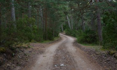 Kırsal yol (yürüyüş yolu, patika) görkemli kuzey Evergreen ormanı boyunca. Güçlü çam ve çam ağaçları. Atmosferik manzara. Doğa, çevre, eko turizm, keşif, seyahat tutkusu kavramı
