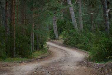 Kırsal yol (yürüyüş yolu, patika) görkemli kuzey Evergreen ormanı boyunca. Güçlü çam ve çam ağaçları. Atmosferik manzara. Doğa, çevre, eko turizm, keşif, seyahat tutkusu kavramı