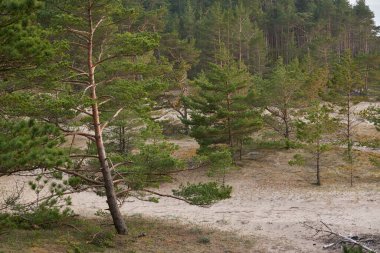 Baltık kıyıları, kum tepeleri, görkemli yemyeşil ormanlar. Güçlü çam ve çam ağaçları, yosun, eğrelti otu, bitkiler. Yumuşak ışık. Baharın başında. Saf doğa. Ekoloji, yürüyüş, temiz hava, sağlıklı yaşam tarzı.