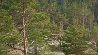 Görkemli Evergreen Ormanı. Güçlü çam ve çam ağaçları, yosun, eğrelti otu, bitkiler. Yumuşak ışık. Baharın başında. Saf doğa. Ekoloji, yürüyüş, temiz hava, sağlıklı yaşam tarzı.