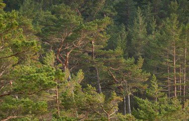 Görkemli Evergreen Ormanı. Güçlü çam ve çam ağaçları, yosun, eğrelti otu, bitkiler. Yumuşak ışık. Baharın başında. Saf doğa. Ekoloji, yürüyüş, temiz hava, sağlıklı yaşam tarzı.