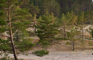 Baltık kıyıları, kum tepeleri, görkemli yemyeşil ormanlar. Güçlü çam ve çam ağaçları, yosun, eğrelti otu, bitkiler. Yumuşak ışık. Baharın başında. Saf doğa. Ekoloji, yürüyüş, temiz hava, sağlıklı yaşam tarzı.