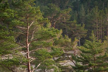 Görkemli Evergreen Ormanı. Güçlü çam ve çam ağaçları, yosun, eğrelti otu, bitkiler. Yumuşak ışık. Baharın başında. Saf doğa. Ekoloji, yürüyüş, temiz hava, sağlıklı yaşam tarzı.